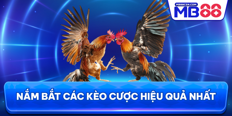 Nắm bắt các kèo cược hiệu quả nhất