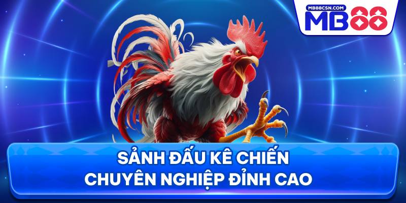 Sảnh đấu kê chiến chuyên nghiệp đỉnh cao